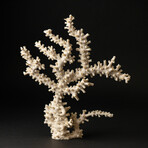 Genuine White Branch Coral // 2.4lb