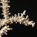 Genuine White Branch Coral // 2.4lb