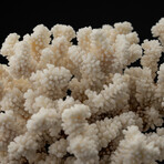 Genuine Stem Coral // 3.8lb