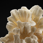 Genuine Lettuce Coral // 1.3lb