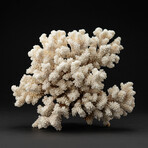 Genuine Stem Coral // 3.8lb