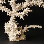 Genuine White Branch Coral // 2.4lb