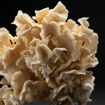 Genuine Lettuce Coral // 2.0lb