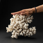 Genuine Stem Coral // 3.8lb