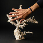 Genuine White Branch Coral // 2.4lb