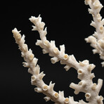 Genuine White Branch Coral // 2.6lb
