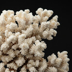 Genuine Stem Coral // 3.8lb