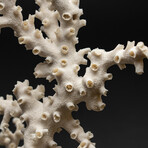 Genuine White Branch Coral // 2.6lb