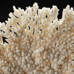 Genuine Table Coral // 8.1lb
