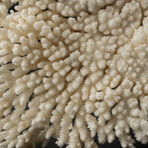 Genuine Table Coral // 8.1lb