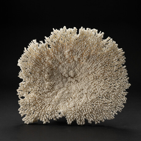 Genuine Table Coral // 8.1lb
