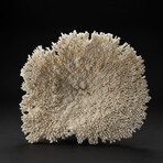 Genuine Table Coral // 8.1lb