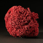 Genuine Red Pipe Organ Coral // 0.7lb
