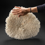 Genuine Table Coral // 7.0lb