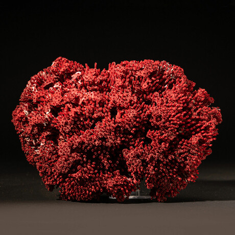 Genuine Red Pipe Organ Coral // 0.86lb