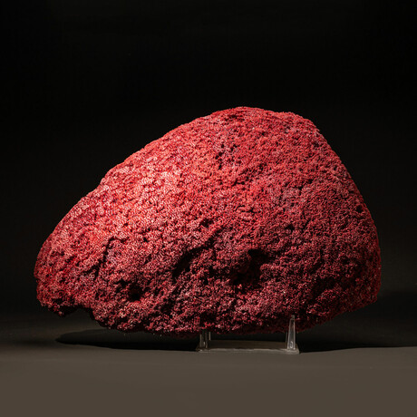 Genuine Red Pipe Organ Coral // 12.0lb