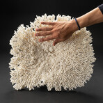 Genuine Table Coral // 8.1lb