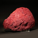 Genuine Red Pipe Organ Coral // 12.0lb