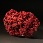 Genuine Red Pipe Organ Coral // 0.86lb