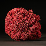 Genuine Red Pipe Organ Coral // 0.7lb