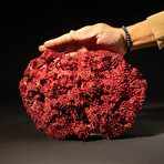 Genuine Red Pipe Organ Coral // 0.86lb