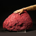 Genuine Red Pipe Organ Coral // 12.0lb