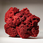 Genuine Red Pipe Organ Coral // 9.8lb