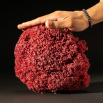 Genuine Red Pipe Organ Coral // 0.7lb
