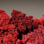 Genuine Red Pipe Organ Coral // 9.8lb