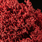 Genuine Red Pipe Organ Coral // 0.7lb