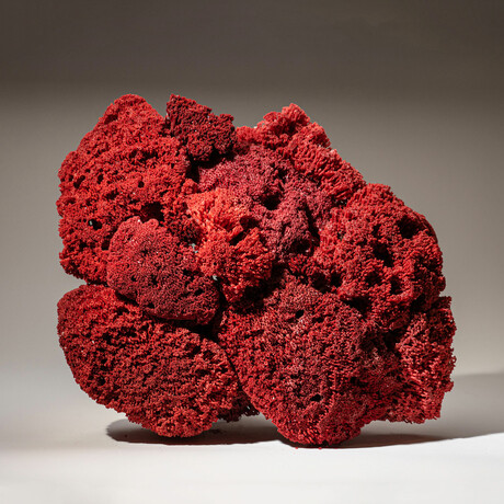 Genuine Red Pipe Organ Coral // 9.8lb