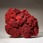 Genuine Red Pipe Organ Coral // 9.8lb