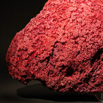 Genuine Red Pipe Organ Coral // 12.0lb