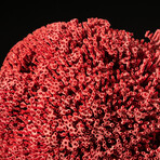 Genuine Red Pipe Organ Coral // 0.7lb