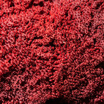 Genuine Red Pipe Organ Coral // 12.0lb