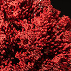 Genuine Red Pipe Organ Coral // 0.86lb