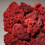 Genuine Red Pipe Organ Coral // 9.8lb