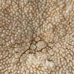Genuine Table Coral // 7.0lb