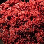 Genuine Red Pipe Organ Coral // 0.86lb