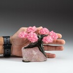Small Genuine Rose Quartz Clustered Gemstone Tree on Rose Quartz Matrix  // The Eternal Love Tree