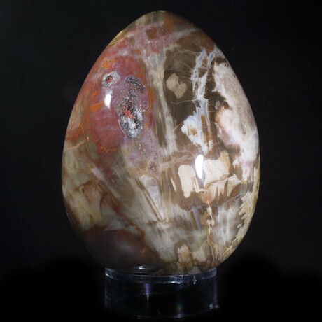 Petrified Wood Egg // X-Large