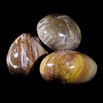 Petrified Wood Miniature Palm Stones // Set of 3