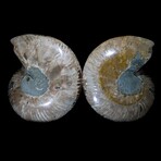 Large Fossil Ammonite Pair