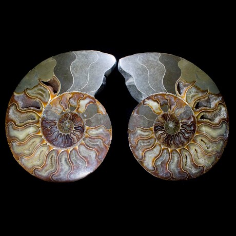 Large Fossil Ammonite Pair