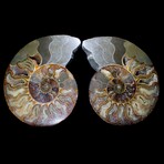 Large Fossil Ammonite Pair