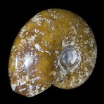 Polished Fossil Ammonite // Large
