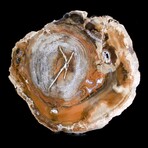 Complete Slice, Petrified Wood with Quartz // Ver. 2