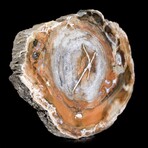 Complete Slice, Petrified Wood with Quartz // Ver. 2