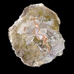 Complete Slice, Petrified Wood with Quartz // Ver. 1