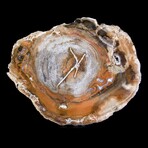 Complete Slice, Petrified Wood with Quartz // Ver. 2